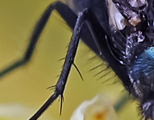 Lucilia sericata